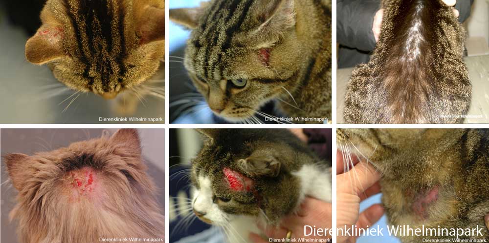 Katten kunnen huidproblemen krijgen tgv een atopische reactie zoals een vlooienallergie. Foto Dierenkliniek Wilhelminapark utrecht